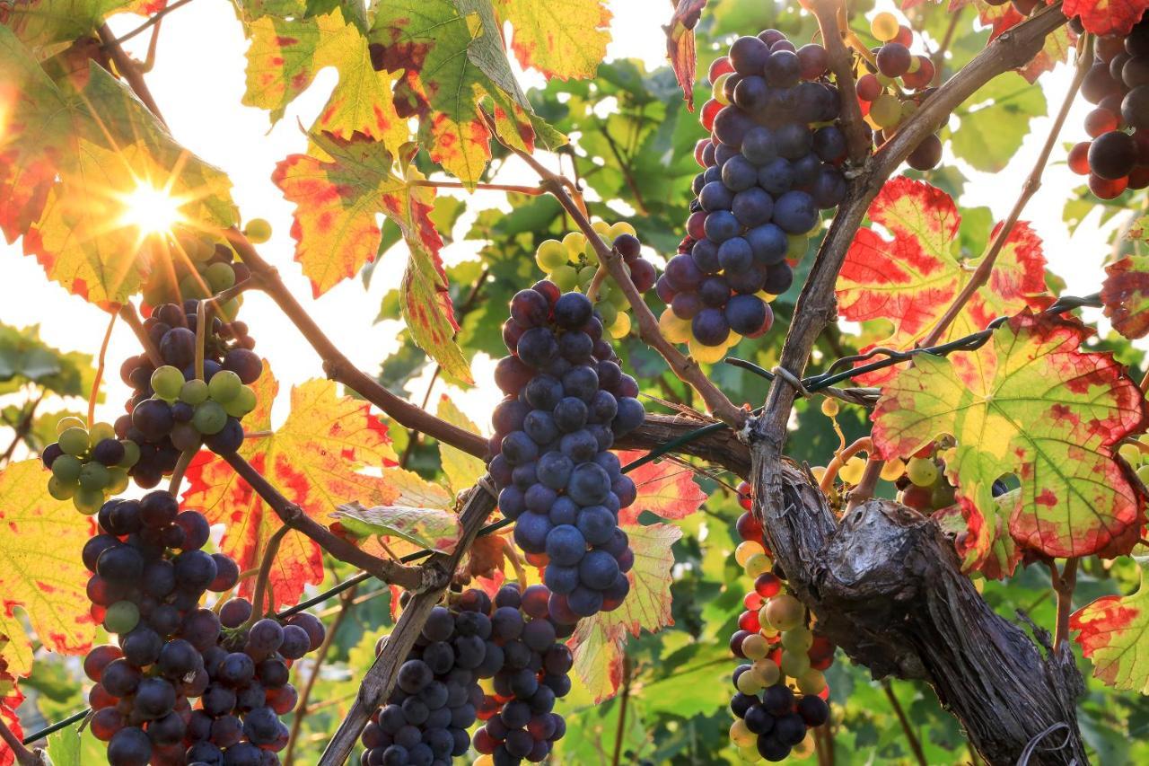 Riesling - Helle Und Grosszuegige Wohnung Mit Guter Anbindung Maguncia Exterior foto